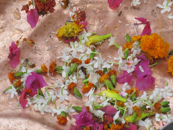 brahma's toe, bittoor