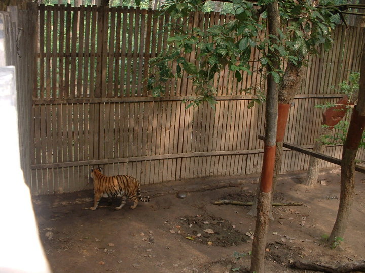 1915805_106655039365070_670958_n