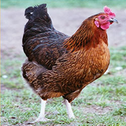 HEN
