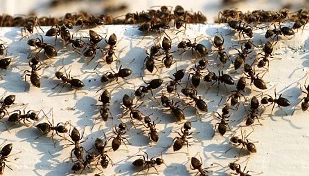 ants