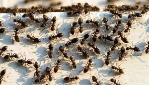ants