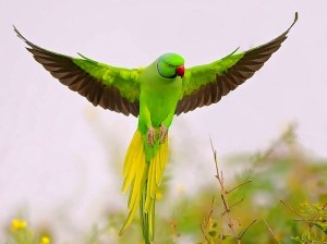 parrotmm