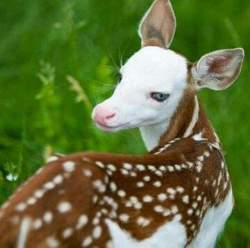 fawn
