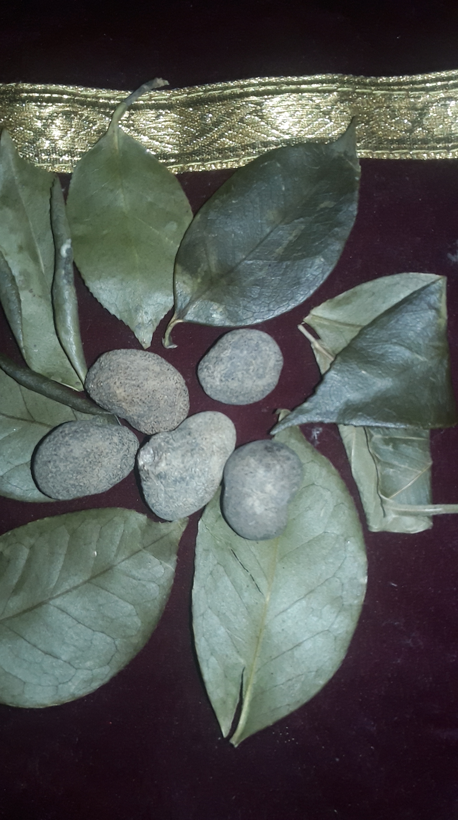 Sita gooli  in Ashoka vatika leaves